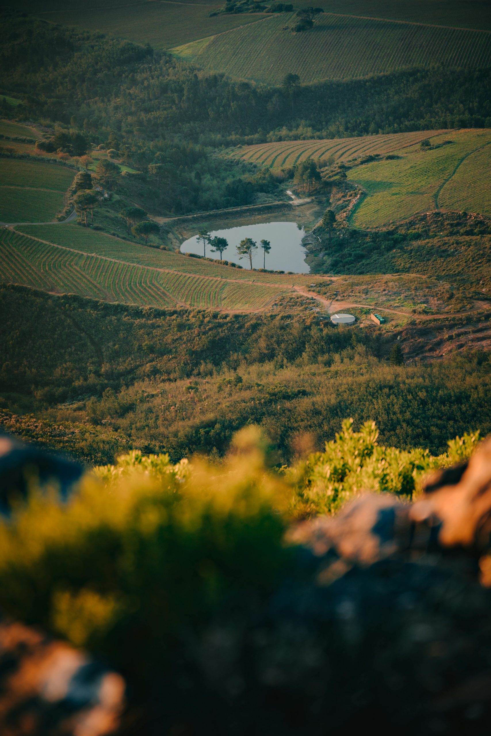 Experience South Africa’s Chardonnay Harvest in Stellenbosch